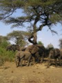 Elephants in Lake Manyara NP